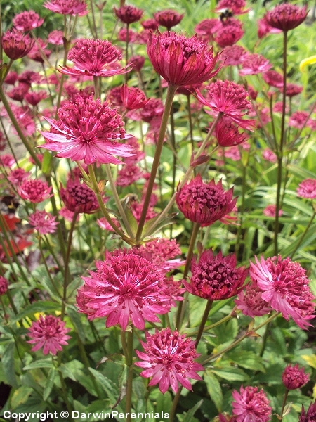 Astrantia major 'Venice', isotahtiputki